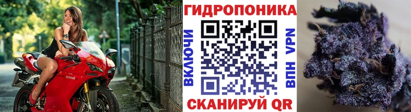 KRAKEN tor  Галич  Бошки марихуана план 